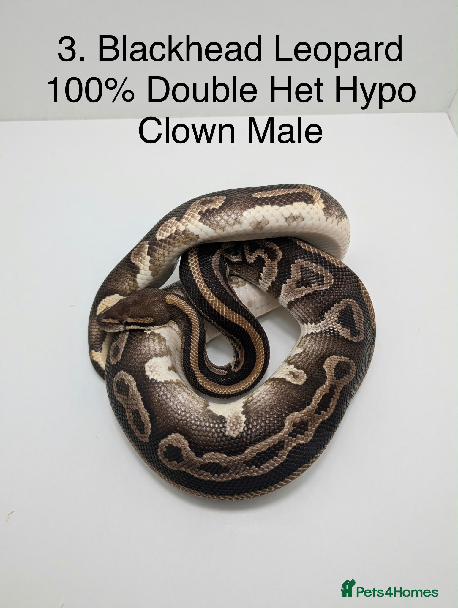 Python Snake reptiles Royal Pythons - Advert 9