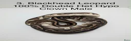 Python Snake reptiles for sale: Royal Pythons - Advert 3