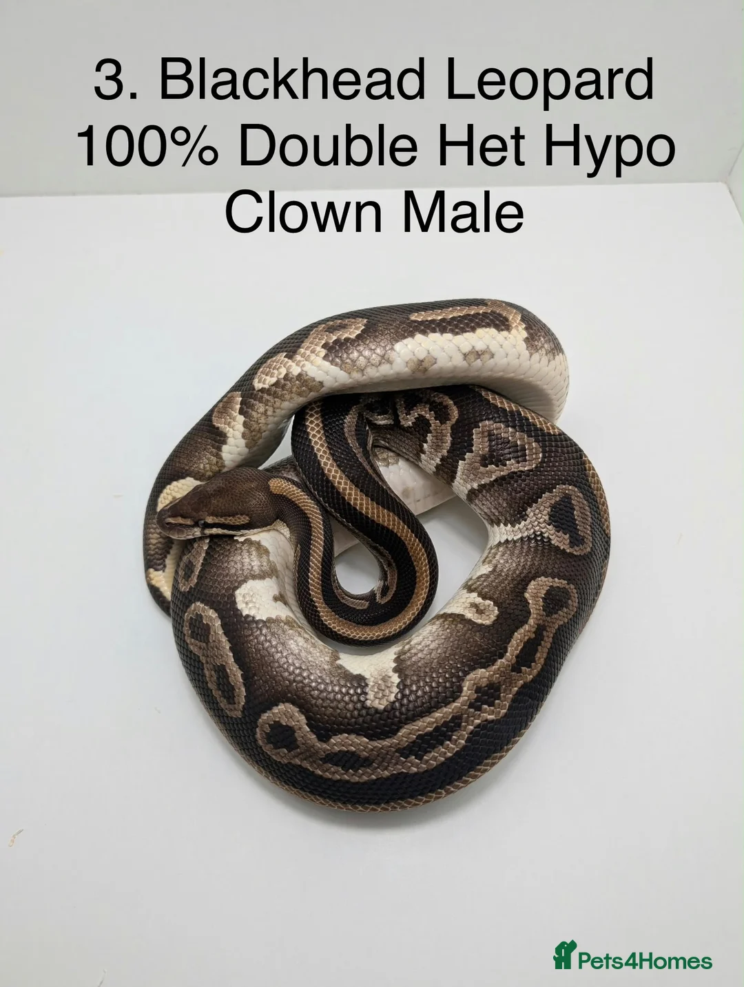 Python Snake reptiles for sale: Royal Pythons - Advert 1