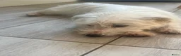 Mixed Breed dogs for sale: West highland terrier x boy  - Advert 3
