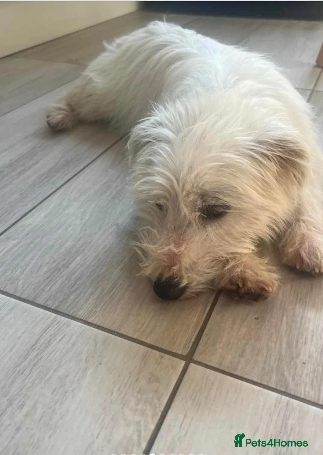 Mixed Breed dogs for sale: West highland terrier x boy  - Advert 3