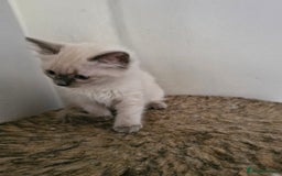 Ragdoll cats for sale: Ragdoll kittens for sale - Image 6