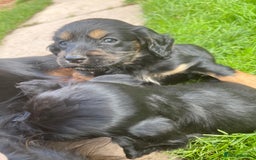 Cocker Spaniel dogs for sale: Pedigree working cocker spaniels - Image 3
