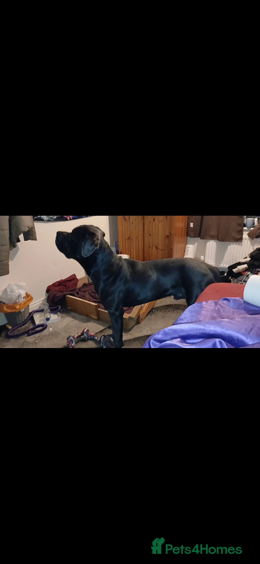 Cane Corso dogs for sale: Pure bred blue cane corso puppies for sale  - Advert 17