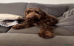 Cockapoo dogs for stud: F1 Chocolate Cockapoo Stud - Image 2