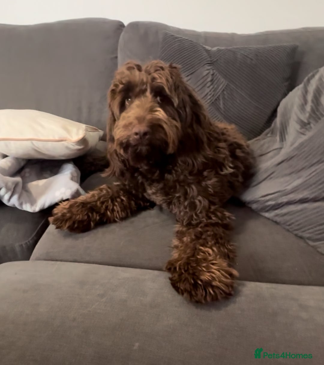Cockapoo dogs for stud: F1 Chocolate Cockapoo Stud - Image 2