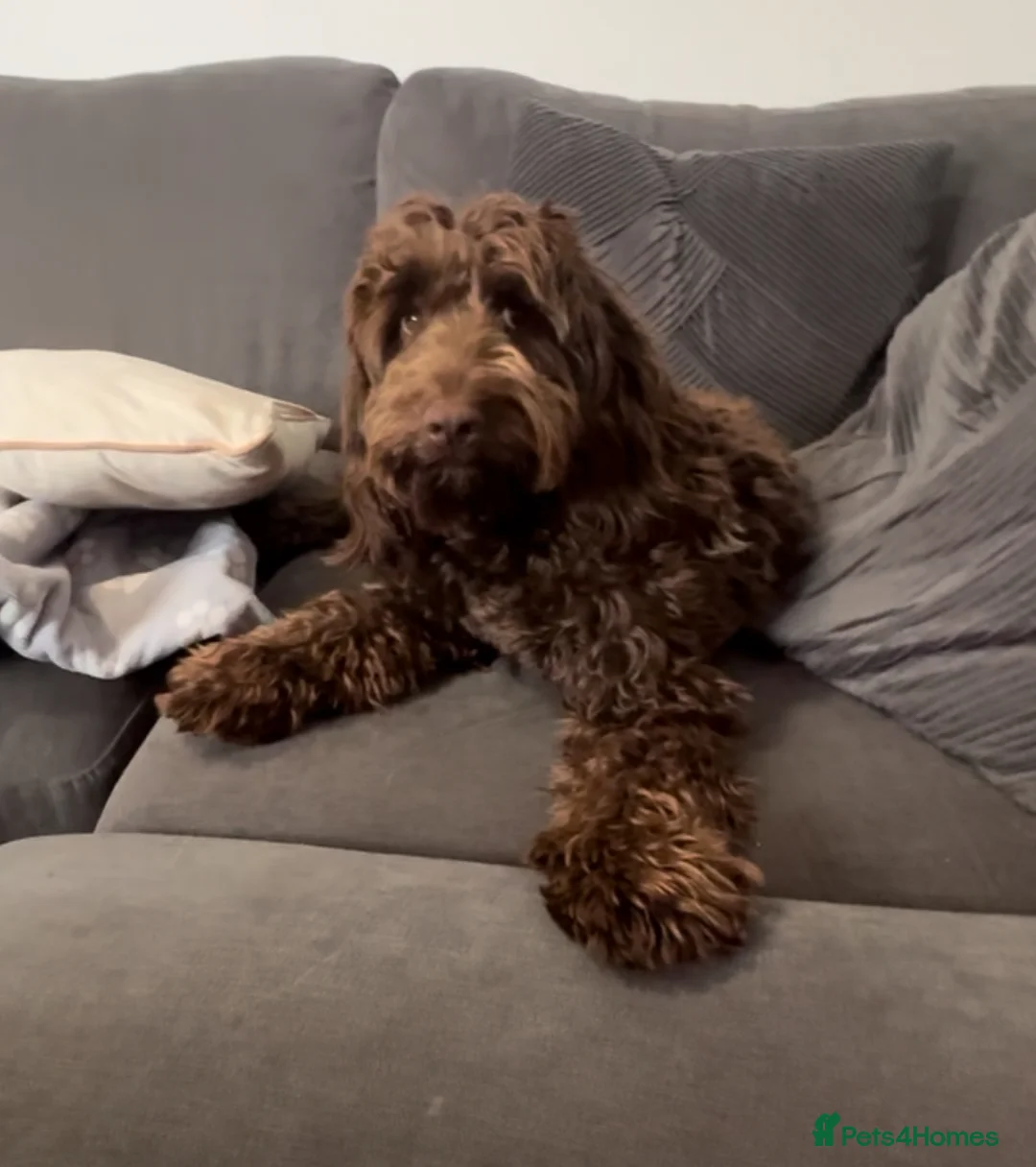 Cockapoo dogs for stud: F1 Chocolate Cockapoo Stud - Advert 2