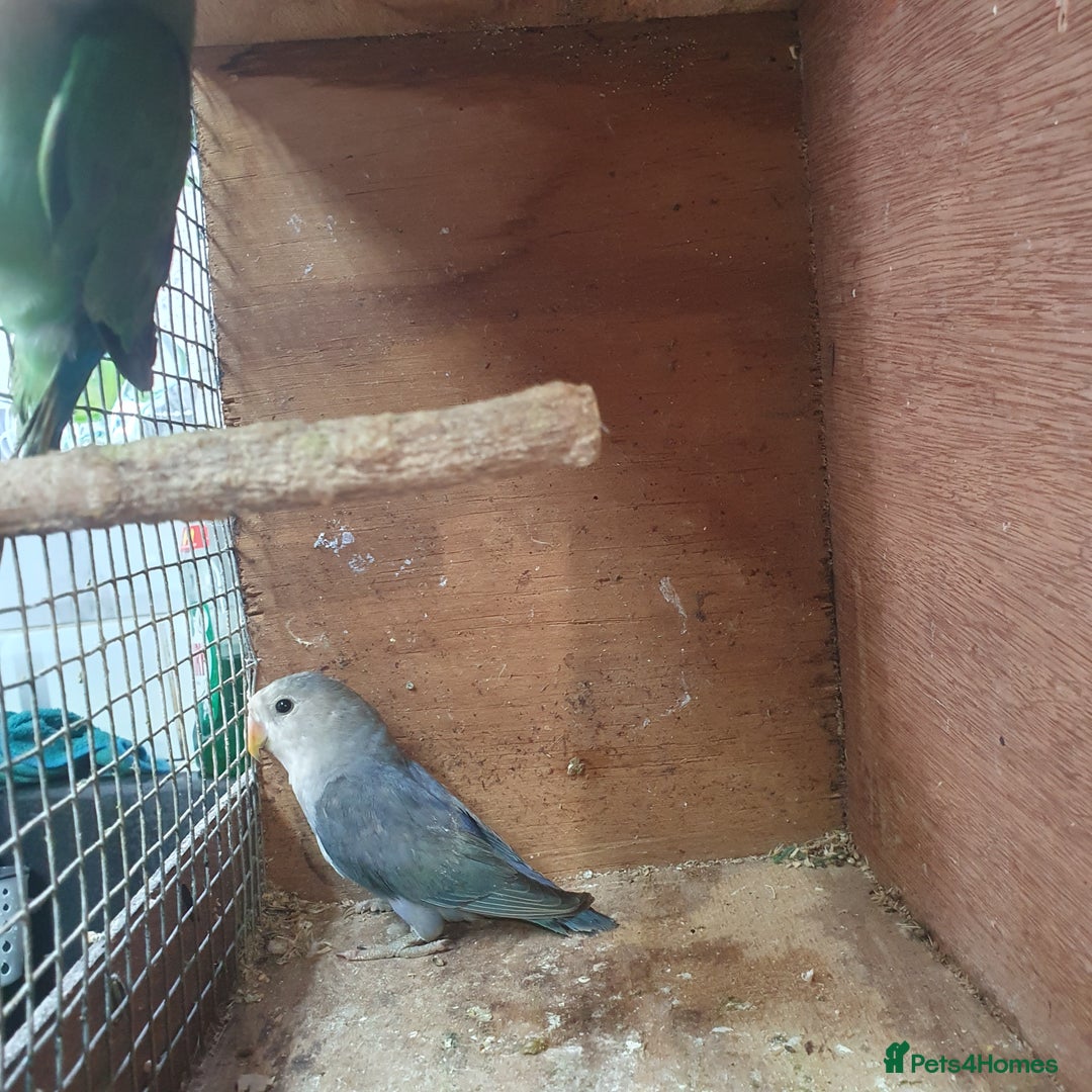 Lovebirds birds for sale: Lovebirds for sale  - Image 4