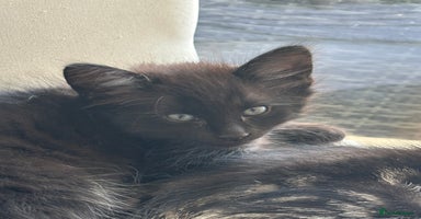 Mixed Breed cats - Advert 6