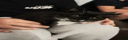 Domestic Shorthair cats for sale: Little tuxedo kittens🐈‍⬛🤍 - Advert 7