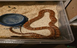 Corn Snake reptiles for sale: Male Normal het scaleless corn snake - Image 3