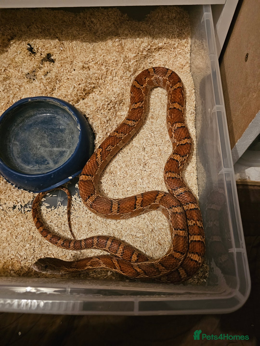 Corn Snake reptiles for sale: Male Normal het scaleless corn snake - Image 3