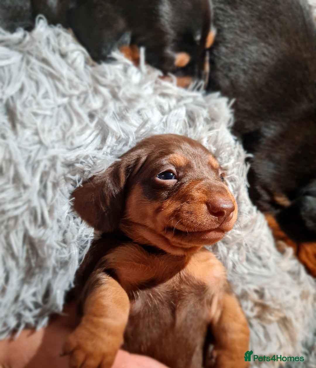 Miniature Dachshund dogs for sale: Extra miniature daschunds baby 🩷 - Advert 8