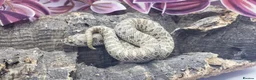 Snake reptiles for sale: Baby Western Hognoses mixed sex and morphs £100ea - Advert 1