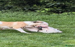 English Bull Terrier dogs for sale: Gorgeous English BullTerrier - Image 5