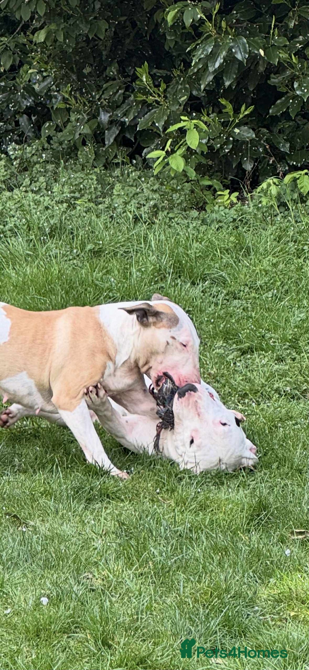 English Bull Terrier dogs for sale: Gorgeous English BullTerrier - Image 5