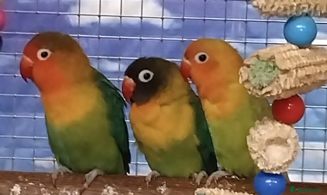 Parrots birds for sale: Parrots/ Parakeets Available  - Advert 20