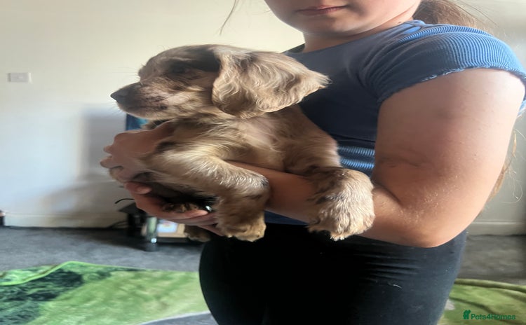 Cocker Spaniel dogs in Bishop Auckland - Advert 9