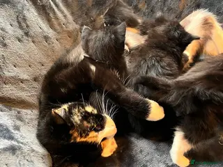 Mixed Breed cats Beautiful Kittens For Sale❤️ - Advert 1