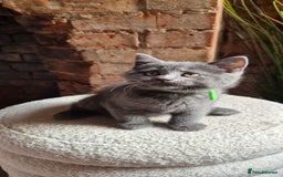 Scottish Fold cats for sale: Adorable Scottish Fold and Straight Kittens  - Image 29