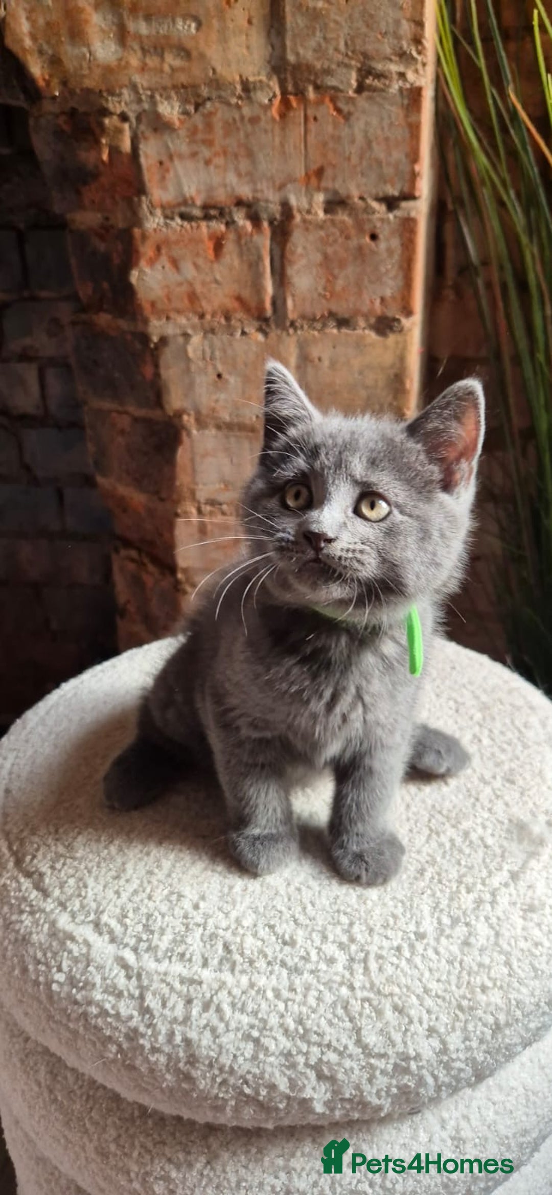 Scottish Fold cats for sale: Adorable Scottish Fold and Straight Kittens  - Image 29