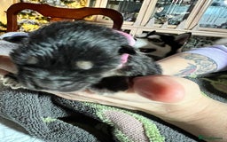 Shepsky dogs for sale: shepsky puppies  - Advert 14