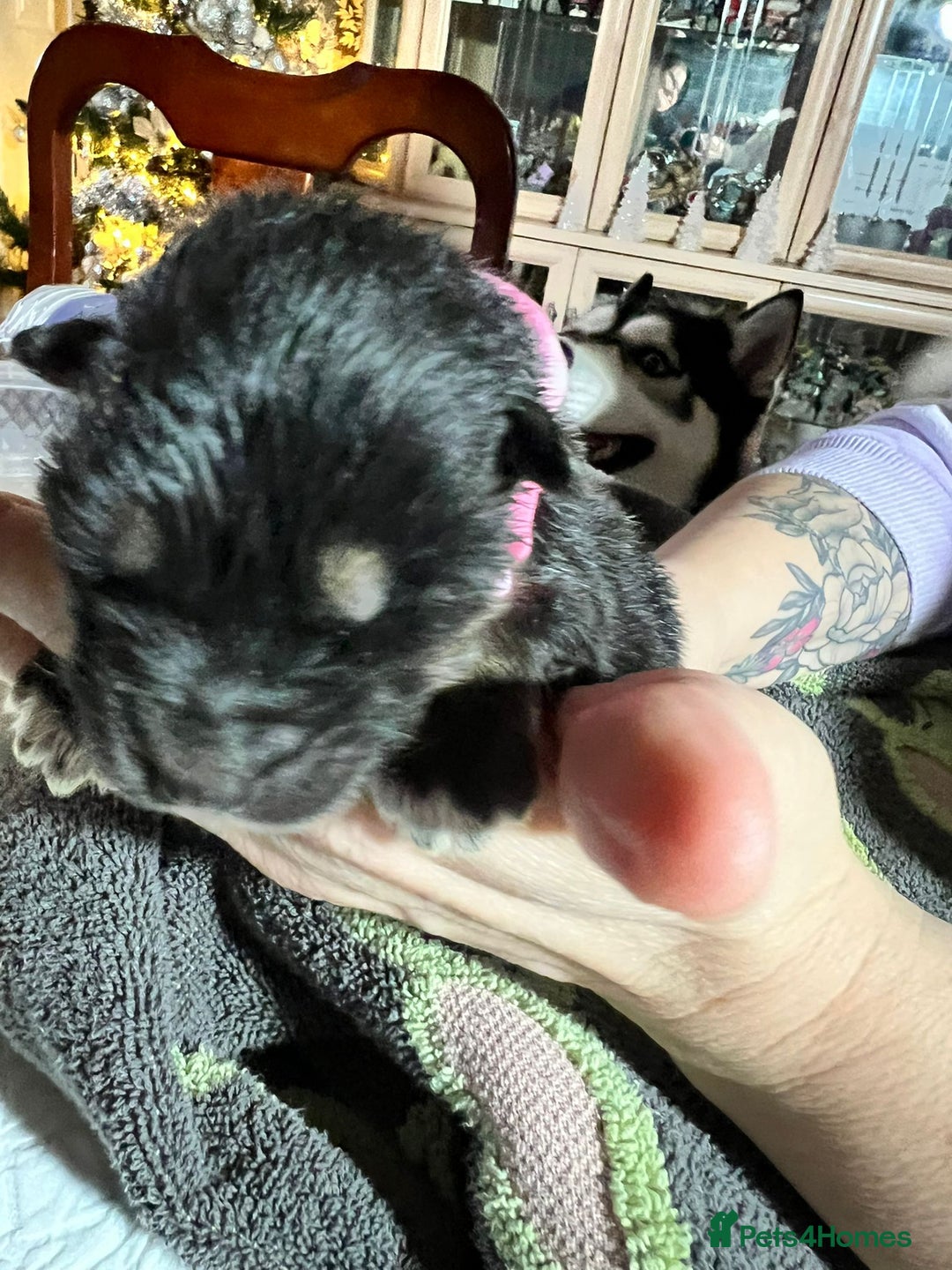 Shepsky dogs for sale: shepsky puppies  - Advert 14