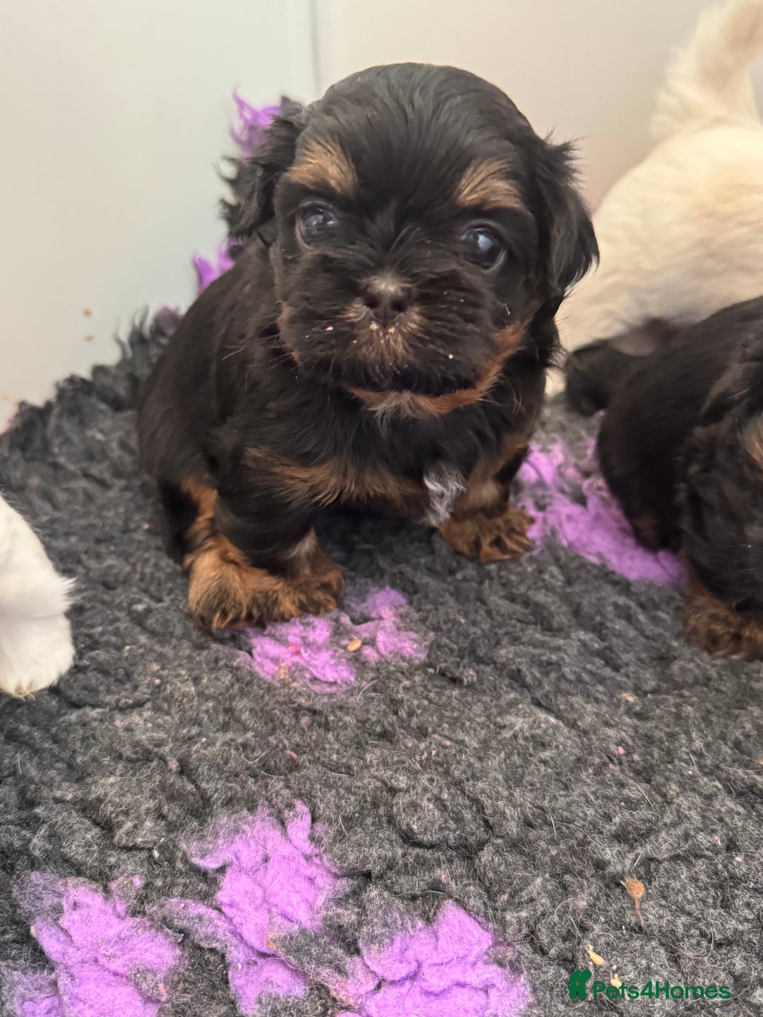 Shih Tzu dogs for sale: LAST BOY LEFT Imperial shih tzu dobies - Image 7