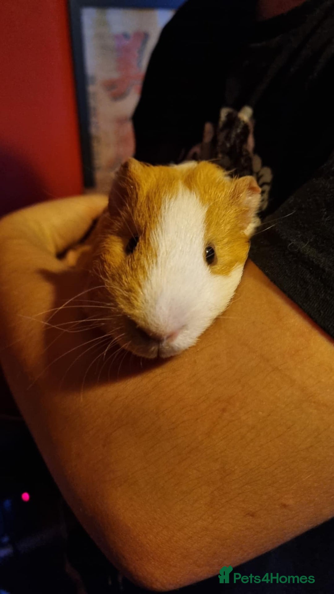 Guinea Pig rodents for sale: LONE MALE guineapig - Image 3