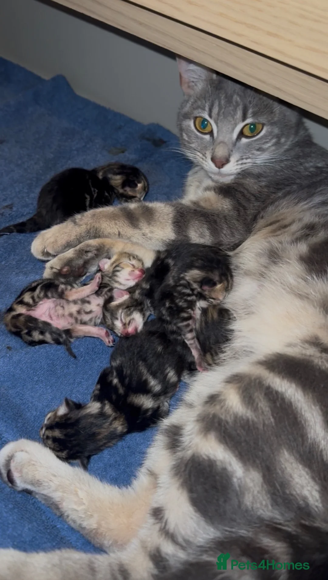 Mixed Breed cats for sale: 6 beautiful tabby kittens - Advert 2