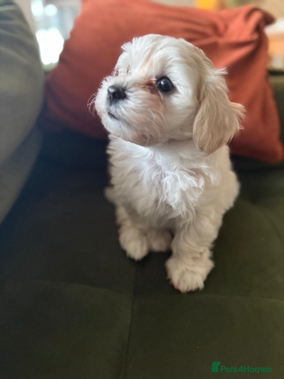 Maltipoo dogs for sale: Five Generation KC tested lineage Maltipoos - Advert 9