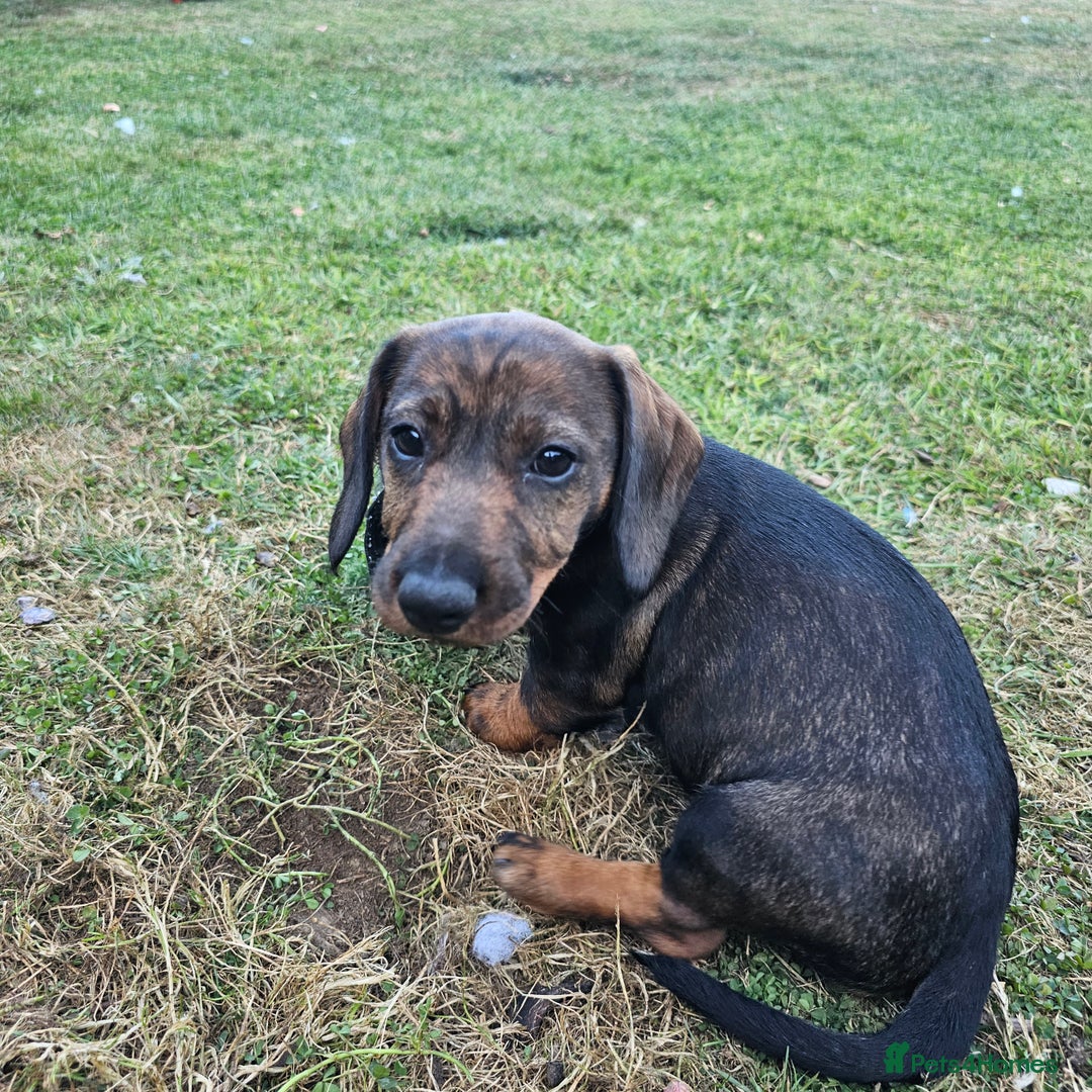 Dachshund dogs for sale: Wired haired dachshund  - Image 4