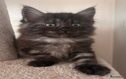 Maine Coon cats for sale:  Maine coon x BSH stunning kittens 😻 - Image 5
