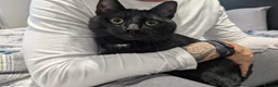 Mixed Breed cats for sale: Shadow tabby he is mixed bengle and short hair in Farnham - Advert 10