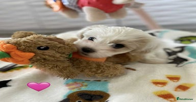 Malshi dogs - Advert 12