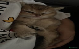 British Shorthair cats for sale: Golden British shorthair  - Image 4