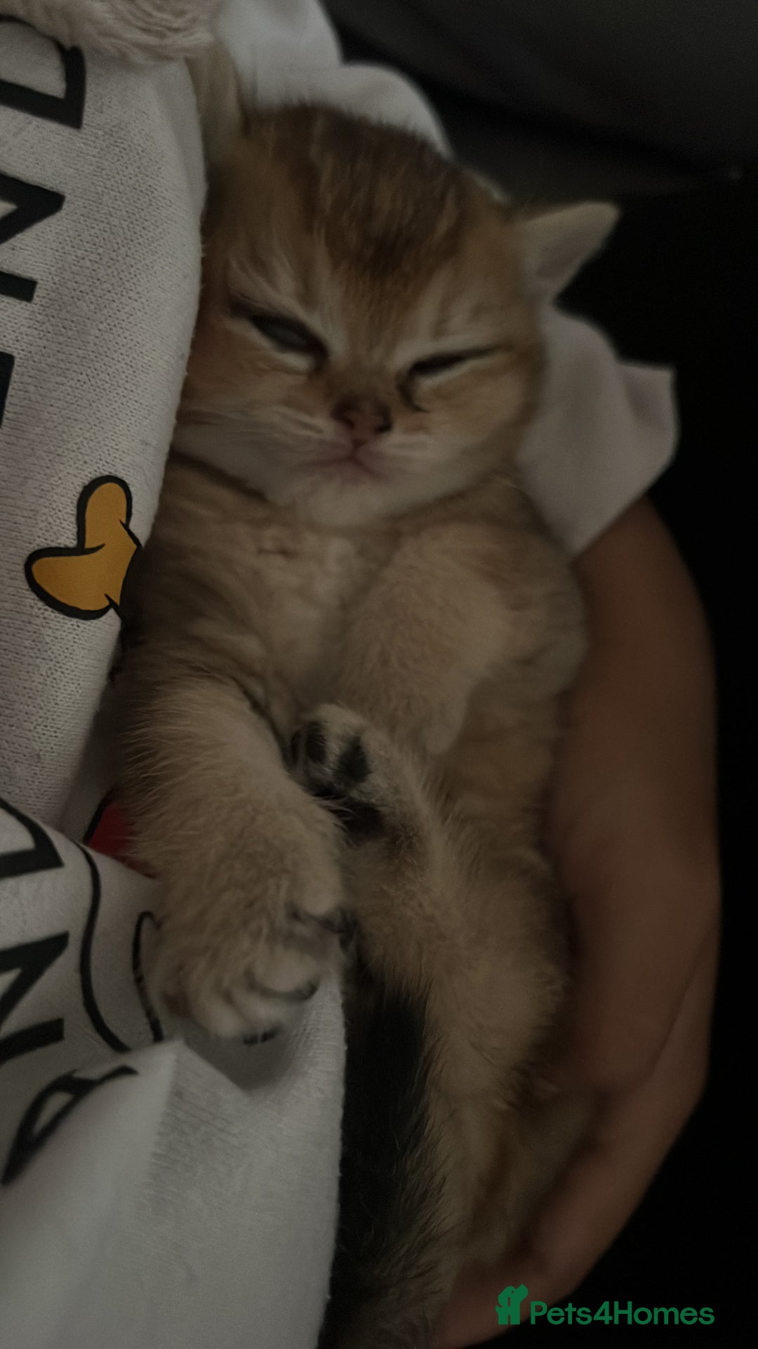 British Shorthair cats for sale: Golden British shorthair  - Image 4