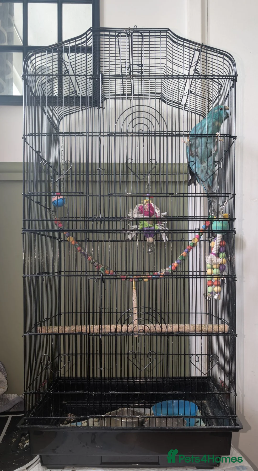 Parrots birds for sale: Young male kakariki - Advert 9