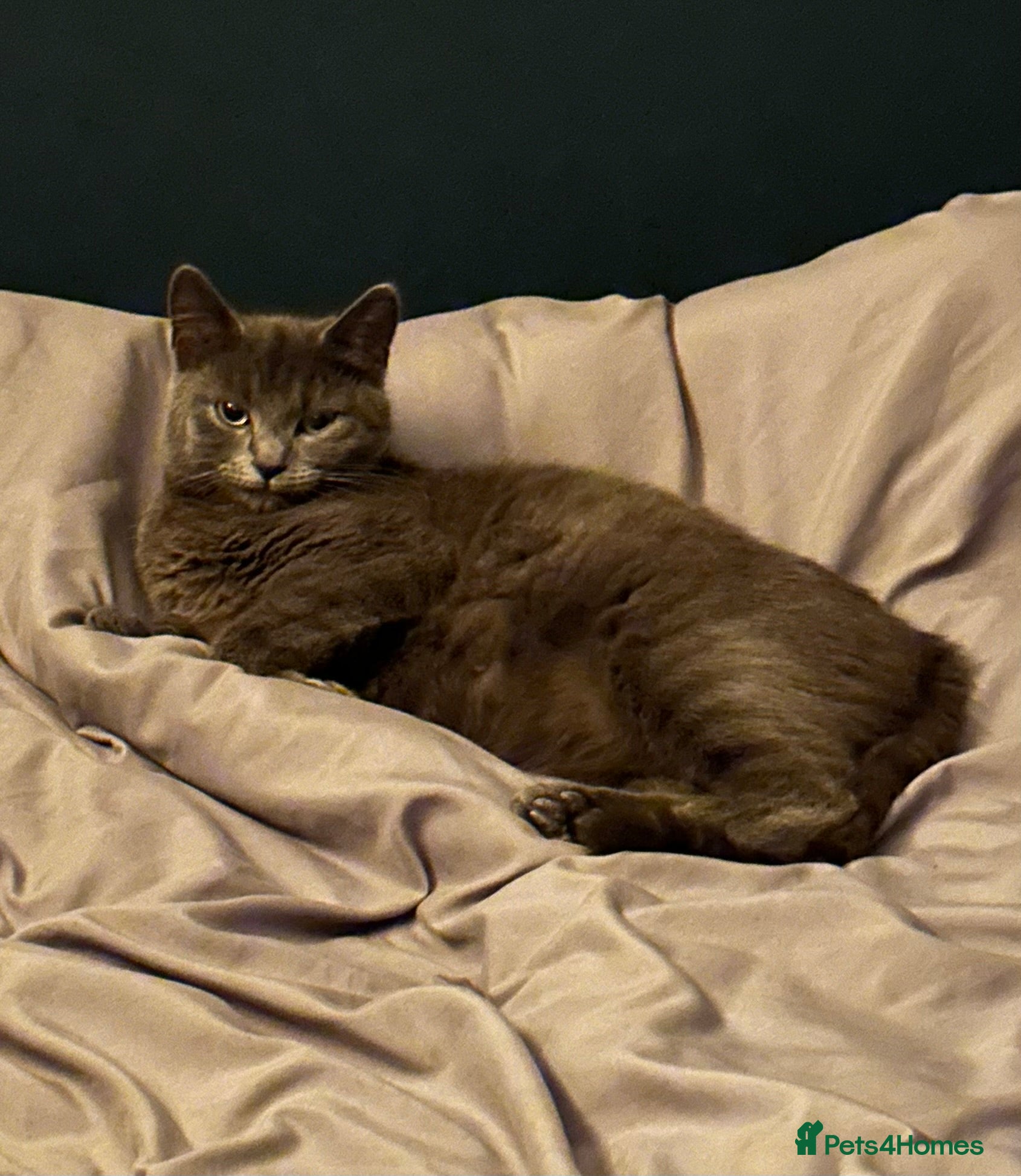 Mixed Breed cats Kittens for sale - Advert 1