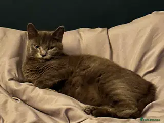 Mixed Breed cats Kittens for sale - Advert 1