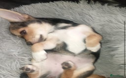 Chihuahua dogs for sale: Chihuahua fluff balls  - Image 23