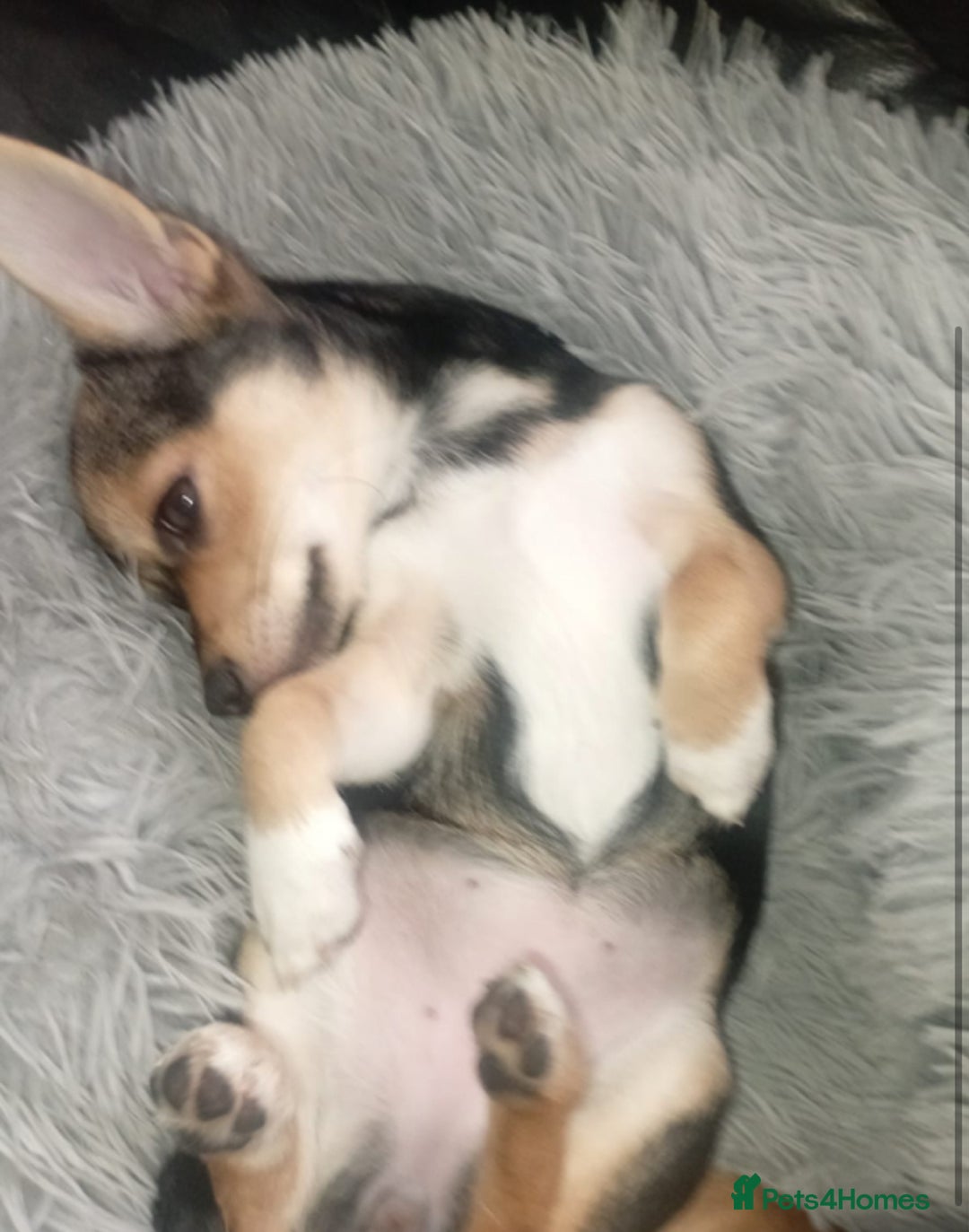 Chihuahua dogs for sale: Chihuahua fluff balls  - Image 23