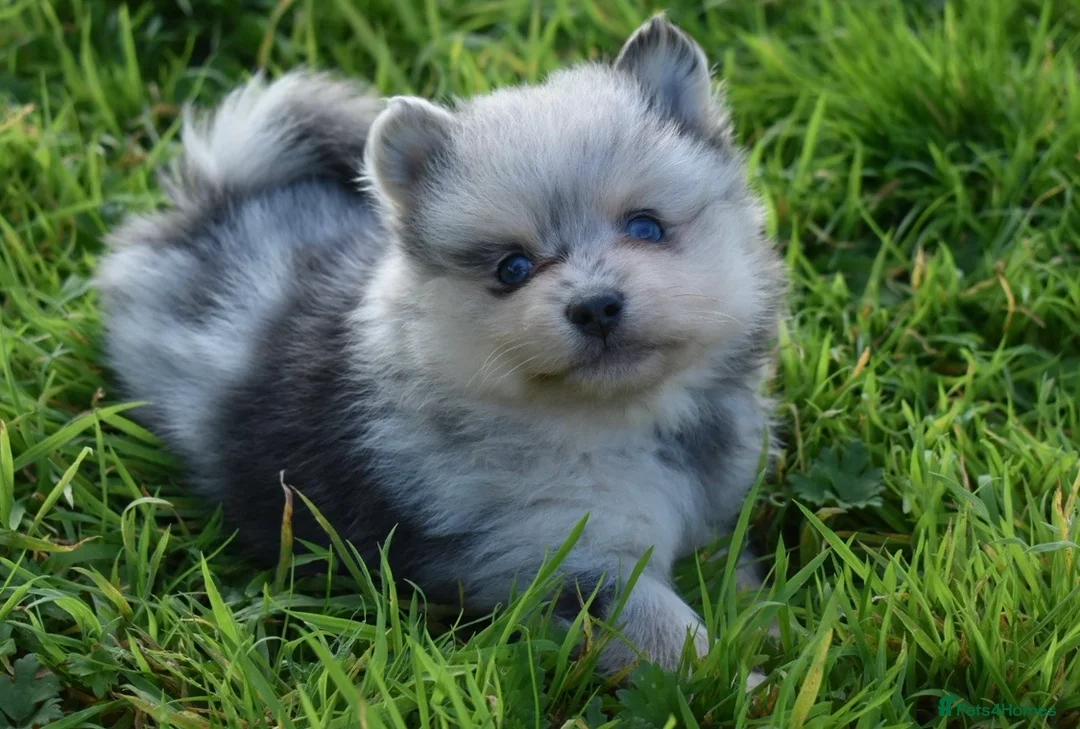 Pomsky dogs for sale: Stunning Pomsky puppies from health tested parents - Advert 25
