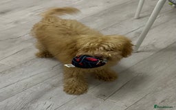 Toy Poodle dogs for sale: Toy poodle girl - Image 1