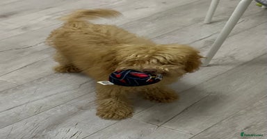 Toy Poodle dogs - Advert 8