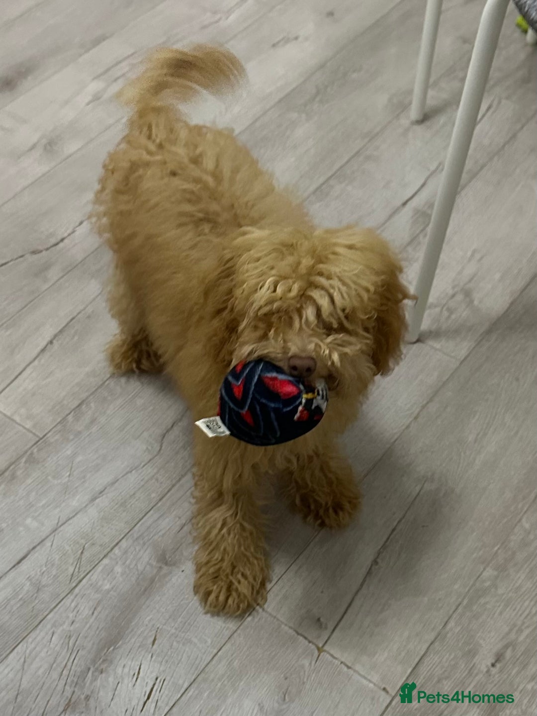 Toy Poodle dogs for sale: Toy poodle girl - Image 1