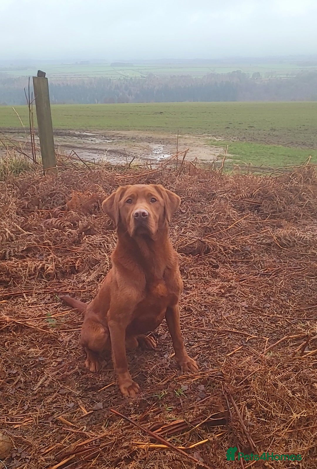 Labrador Retriever dogs for sale: Labrador puppies  - Advert 8