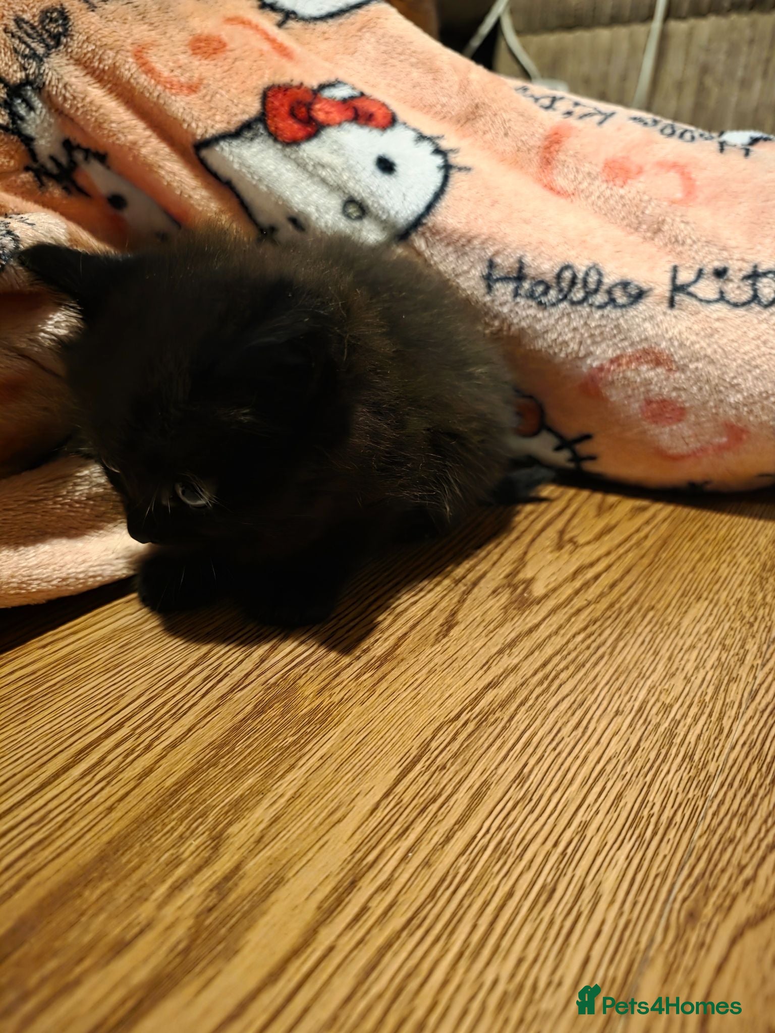 Mixed Breed cats Kittens - Advert 10