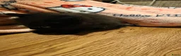 Mixed Breed cats for sale: Kittens - Advert 1