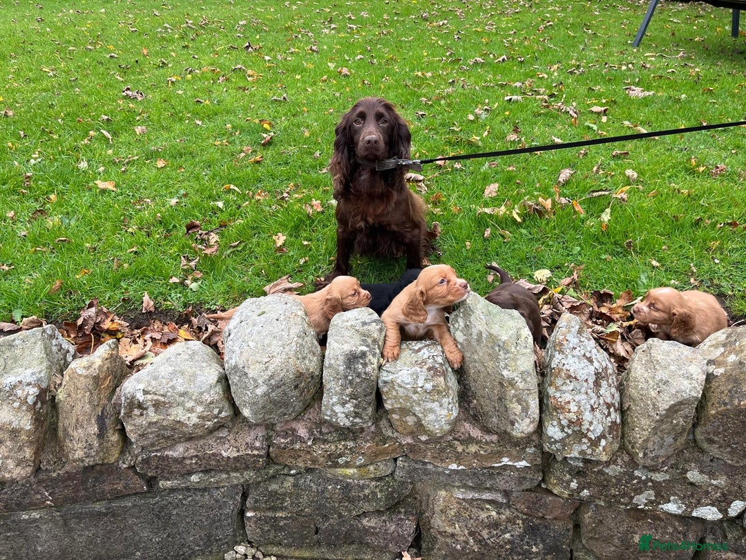 Cocker Spaniel dogs for sale: Cocker spaniel puppies  - Image 12
